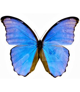 Morpho  godartii ssp.tingomarensis