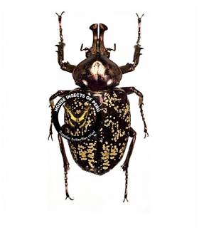 CETONIIDAE