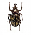 Golinca bifrons