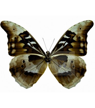 Morpho Rethenor ssp. cacica