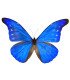 Morpho Rethenor ssp. cacica