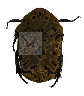 CETONIIDAE