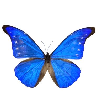 Morpho Rethenor ssp. cacica