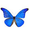 Morpho Rethenor cacica A.1-