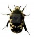 CETONIIDAE