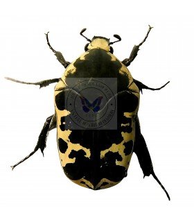 CETONIIDAE