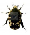 Gymnetis flavomarginata