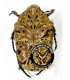 CETONIIDAE