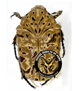 CETONIIDAE