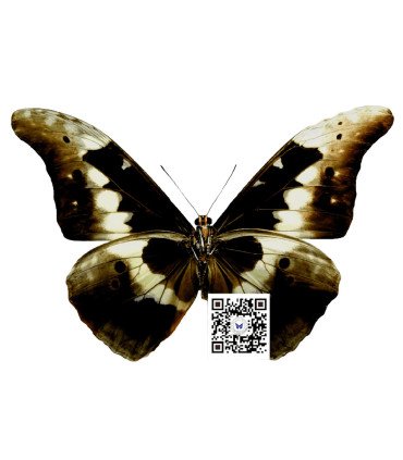 Morpho rhetenor ssp.helena