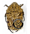 Gymnetis pantherina