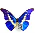 Morpho rhetenor ssp.helena