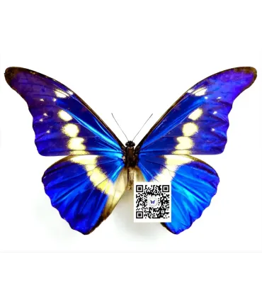 Morpho rhetenor ssp.helena