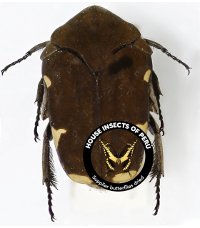 CETONIIDAE