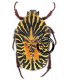 CETONIIDAE