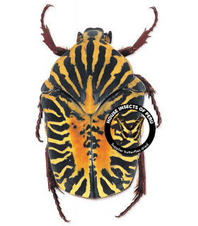 CETONIIDAE