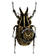 CETONIIDAE
