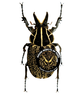 CETONIIDAE