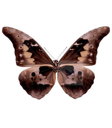 Morpho rhetenor ssp.mariajosianae