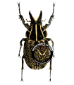 Inca clathrata Clathrata