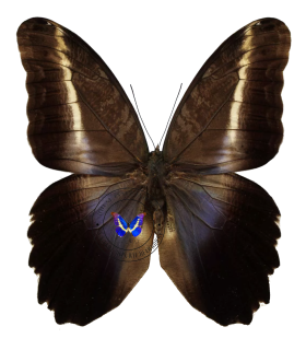 BRASSOLIDAE