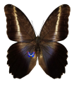 Caligo superbus superbus