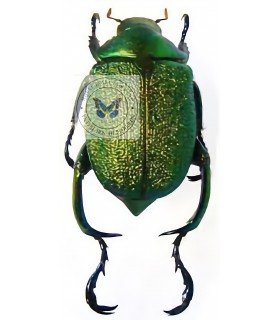 Rutelidae