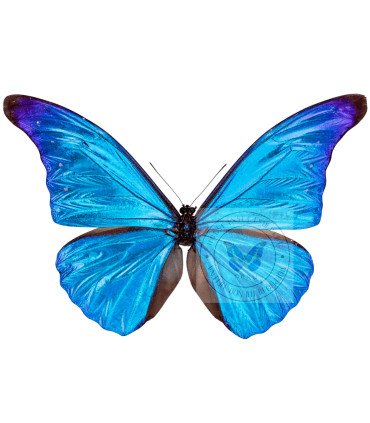 Morpho rhetenor ssp.mariajosianae