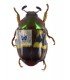 RUTELIDAE