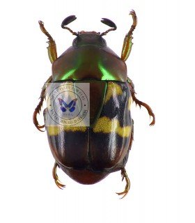 RUTELIDAE