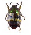 Macraspis xanthosticta