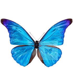 Morpho rhetenor ssp.mariajosianae