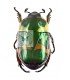 RUTILIDAE