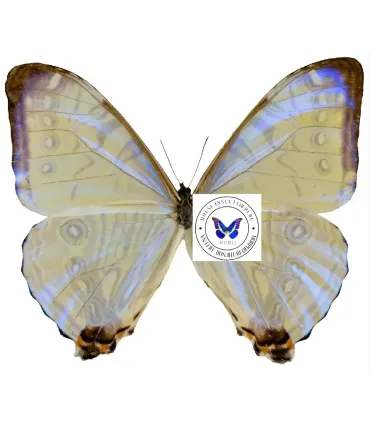 Morpho sulkowskyi descimokoenigi