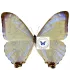 Morpho sulkowskyi descimokoenigi