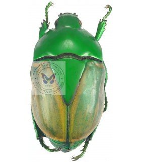RUTELIDAE