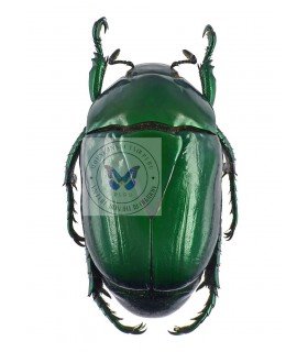 RUTELIDAE