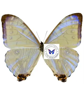 Morpho sulkowskyi descimokoenigi
