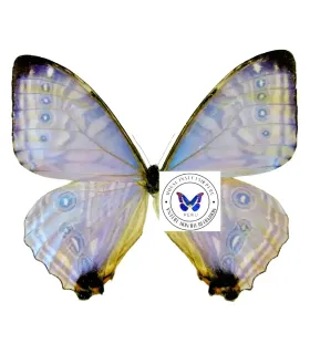 Morpho sulkowskyi selenaris