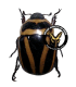 RUTELIDAE