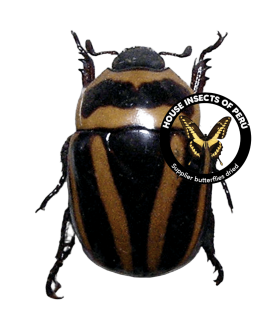 RUTELIDAE