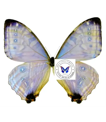 Morpho sulkowskyi selenaris