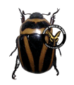 Macraspis bicicincta