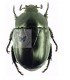 RUTILIDAE