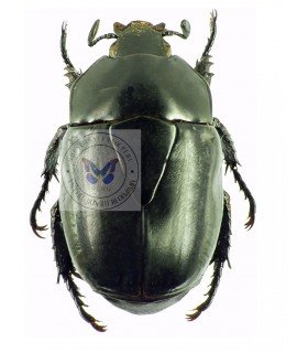 RUTILIDAE
