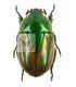 RUTELIDAE