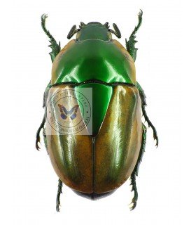 RUTELIDAE