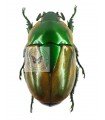 Macraspis Olivieri