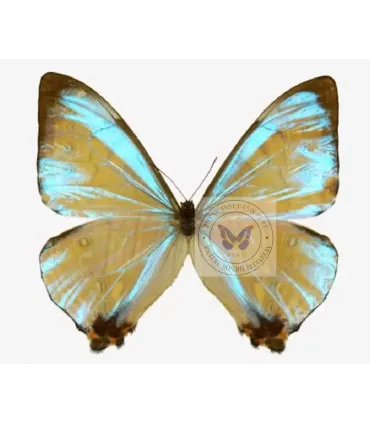 Morpho sulkowskyi nieva
