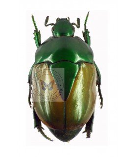 RUTELIDAE